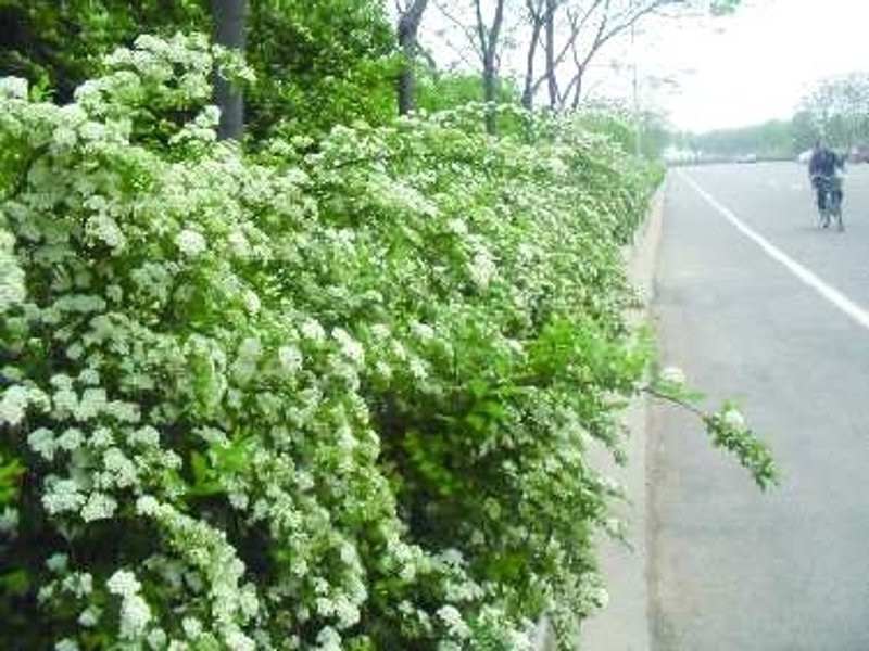 月季花海里的美丽故事