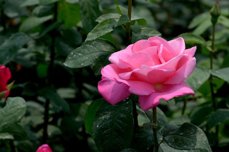 月季花语——春天里的美丽使者