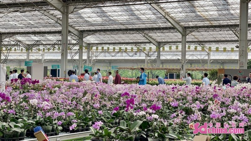 青州花卉——自然与艺术的相遇