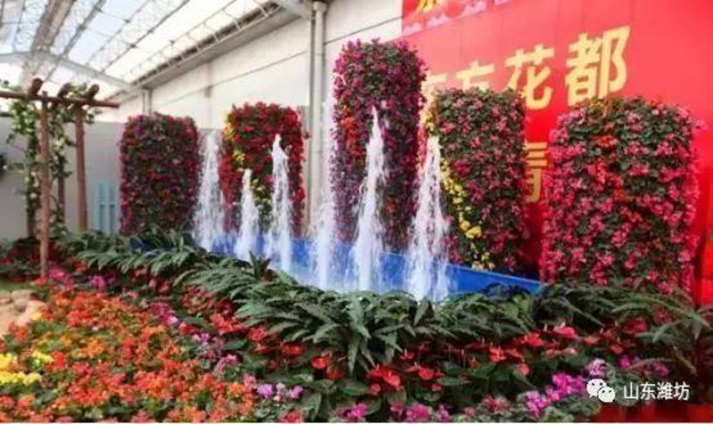 青州花卉市场的繁荣与发展