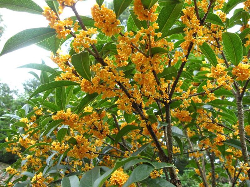 桂花树:自然与艺术的完美结合